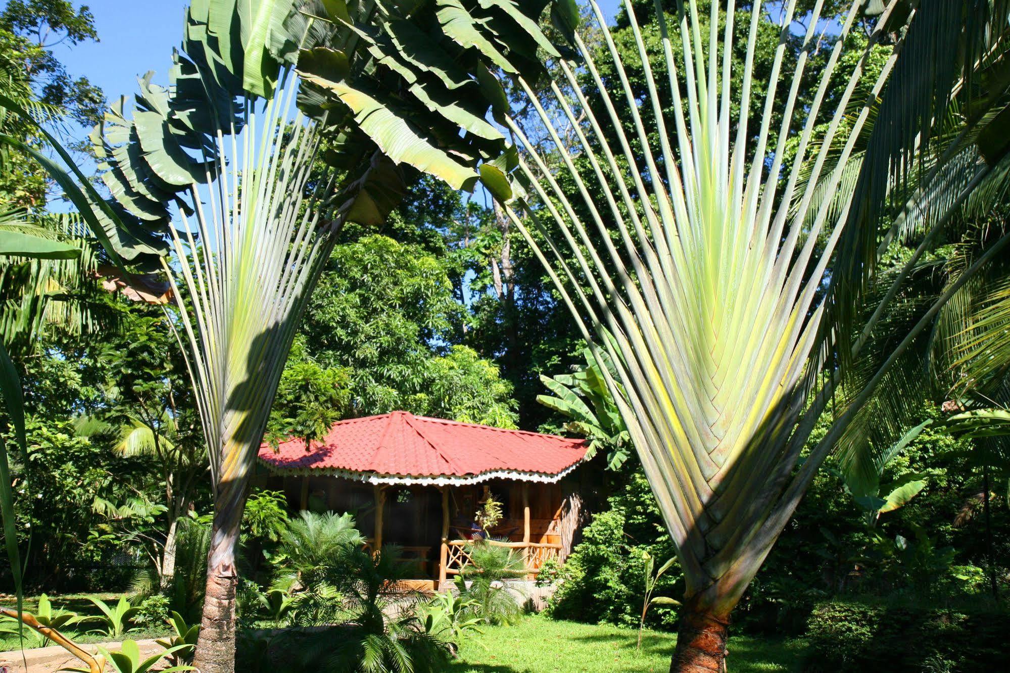 Hotel La Costa De Papito Puerto Viejo de Talamanca Luaran gambar